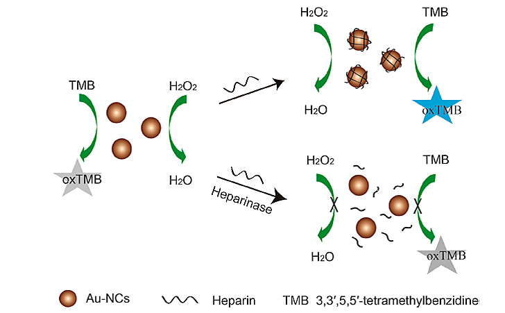 图一. 利用金纳米簇过氧化物酶活性检测肝素和肝素酶的示意图